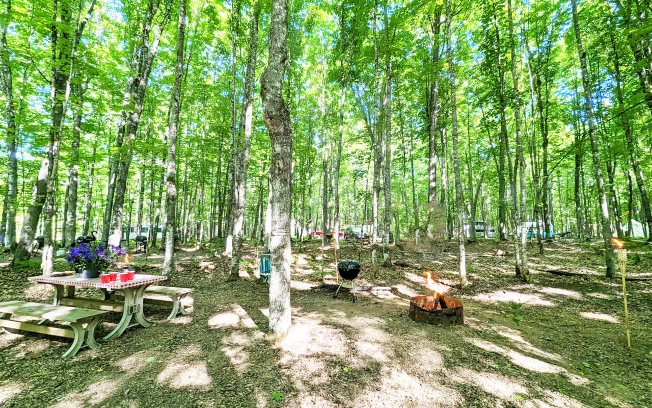 Forest campground with a picnic table, flower arrangement, red cups, and a burning fire pit among birch trees.