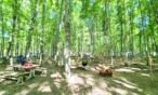 Forest campground with a picnic table, flower arrangement, red cups, and a burning fire pit among birch trees.