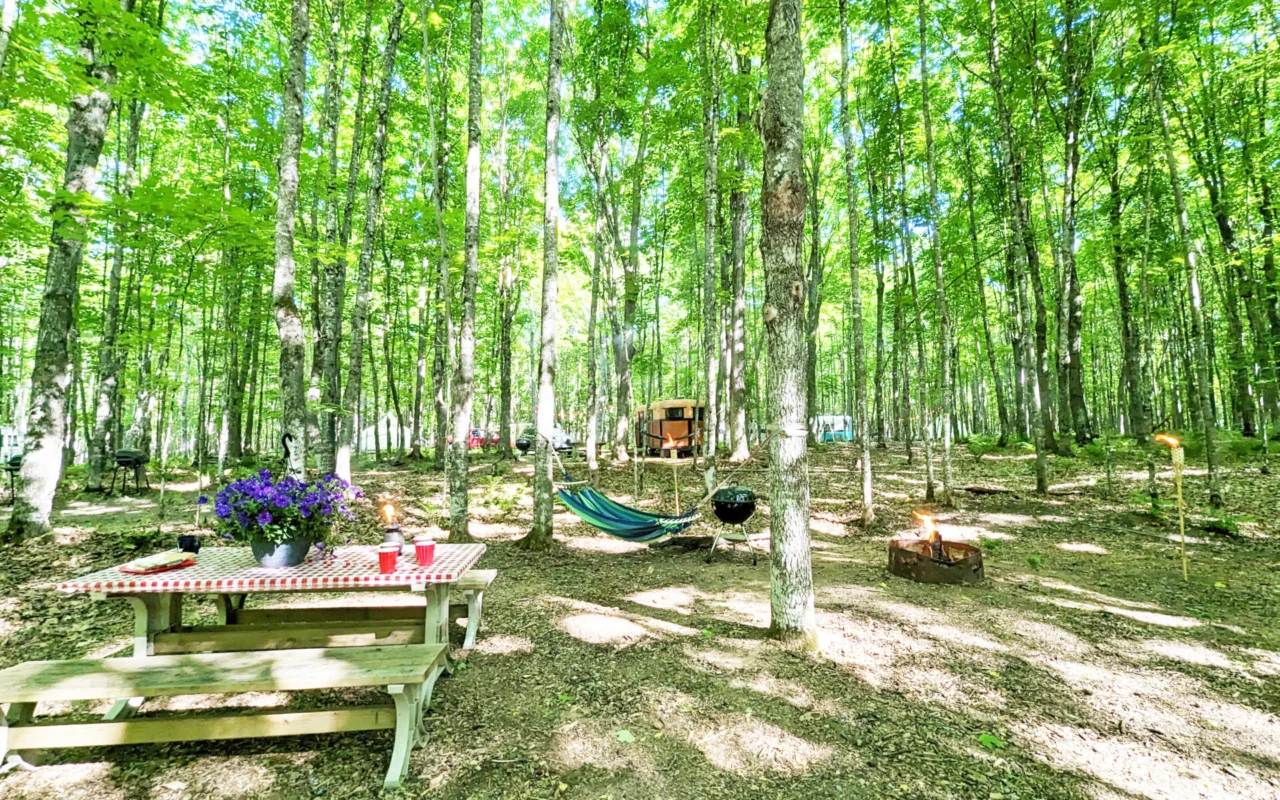 Picnic table with a checkered tablecloth and purple flowers in a sunlit forest campsite.
