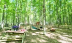 Picnic table with a checkered tablecloth and purple flowers in a sunlit forest campsite.