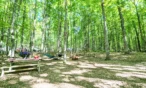Forest campsite with a picnic table, hanging hammock, potted flowers, and a small fire ring among tall green trees.