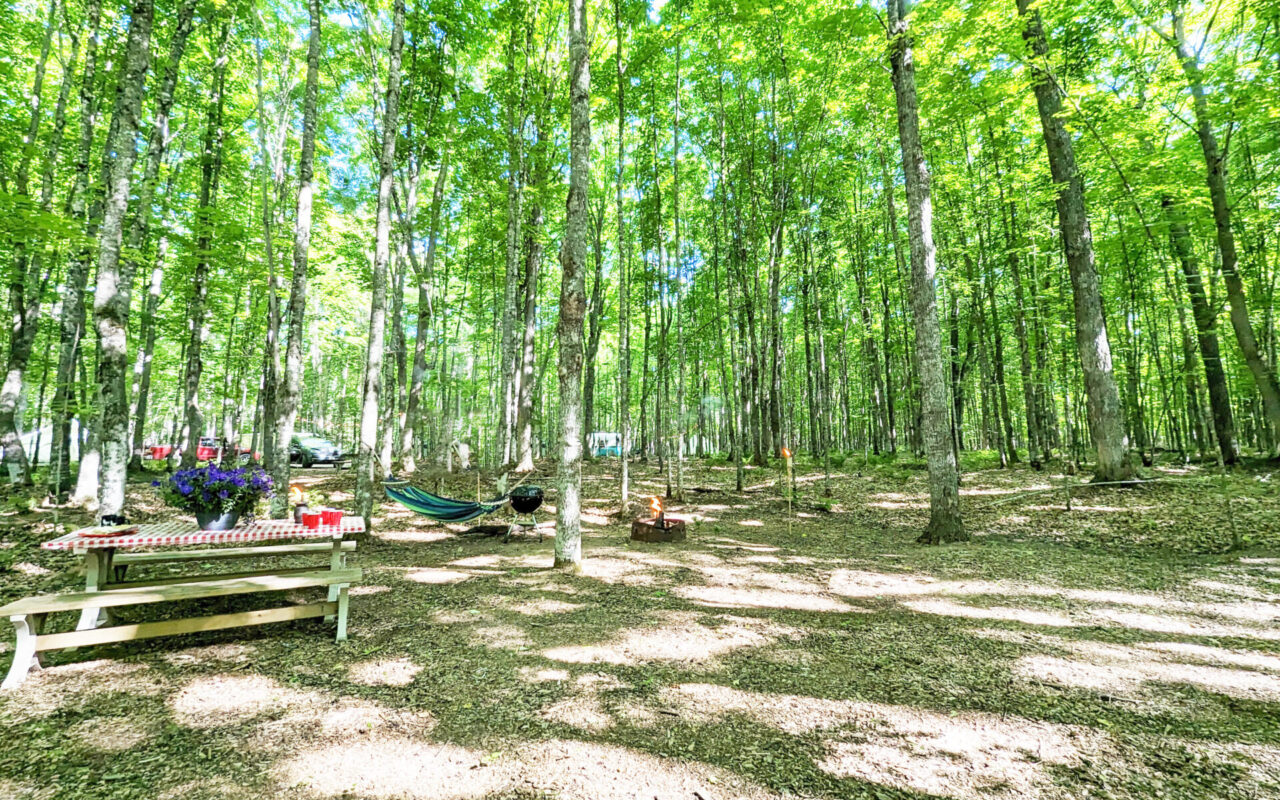Sunlit forest campsite with a wooden picnic table, flowers, hammock between trees, a campfire pit, and distant parked cars in the background.