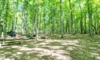 Sunlit forest campsite with a picnic table, hammock, flowers, and a small fire pit among tall green trees.