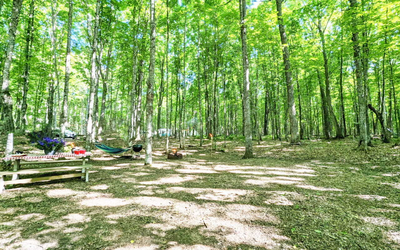 Sunny forest campsite with a picnic table, a hammock, a small campfire ring, and potted purple flowers under bright green leaves.