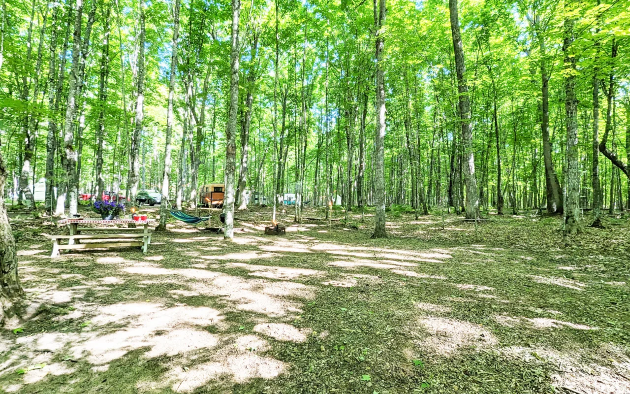 Forest campground with tall green trees, a wooden picnic table, and hammocks strung between trunks.