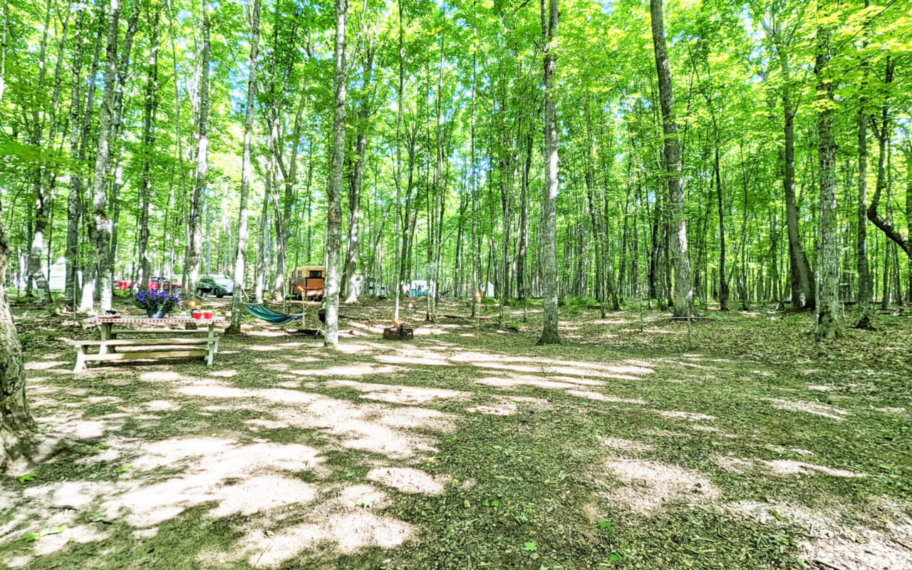 Sunlit forest campground with tall green trees, a wooden picnic table, and a hammock, with a small camper in the background.