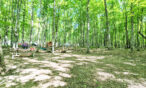 Sunlit forest campground with tall green trees, a wooden picnic table, and a hammock, with a small camper in the background.