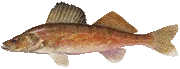 Walleye Fishing at POV Lake Resort