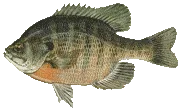 Bluegill Fishing at POV Lake Resort