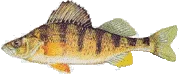 Perch Fishing at POV Lake Resort