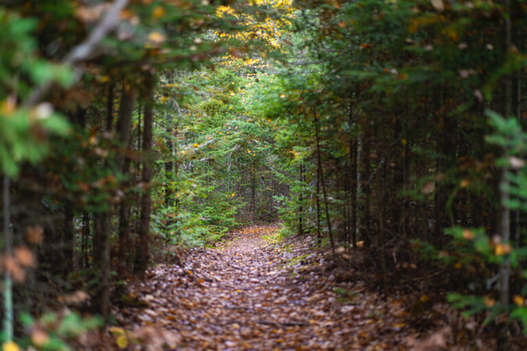 Beautiful Hiking Trails on Site and Nearby POV