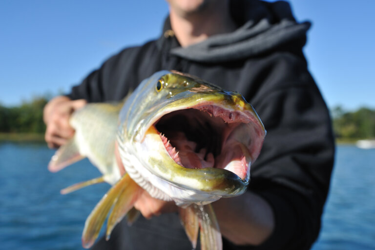 Top musky, walleye, perch fishing at POV